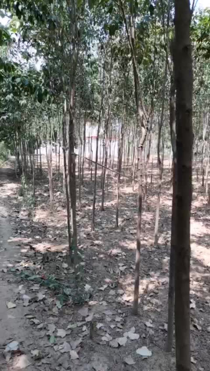 3公分大叶女贞