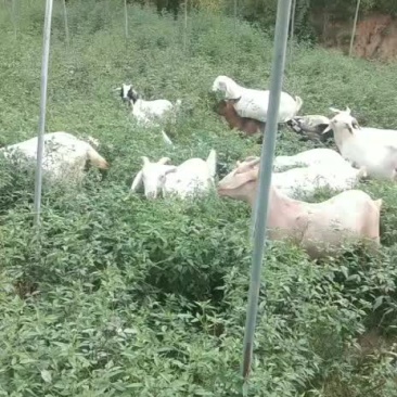 种公羊，肉羊，种母羊，小羊羔