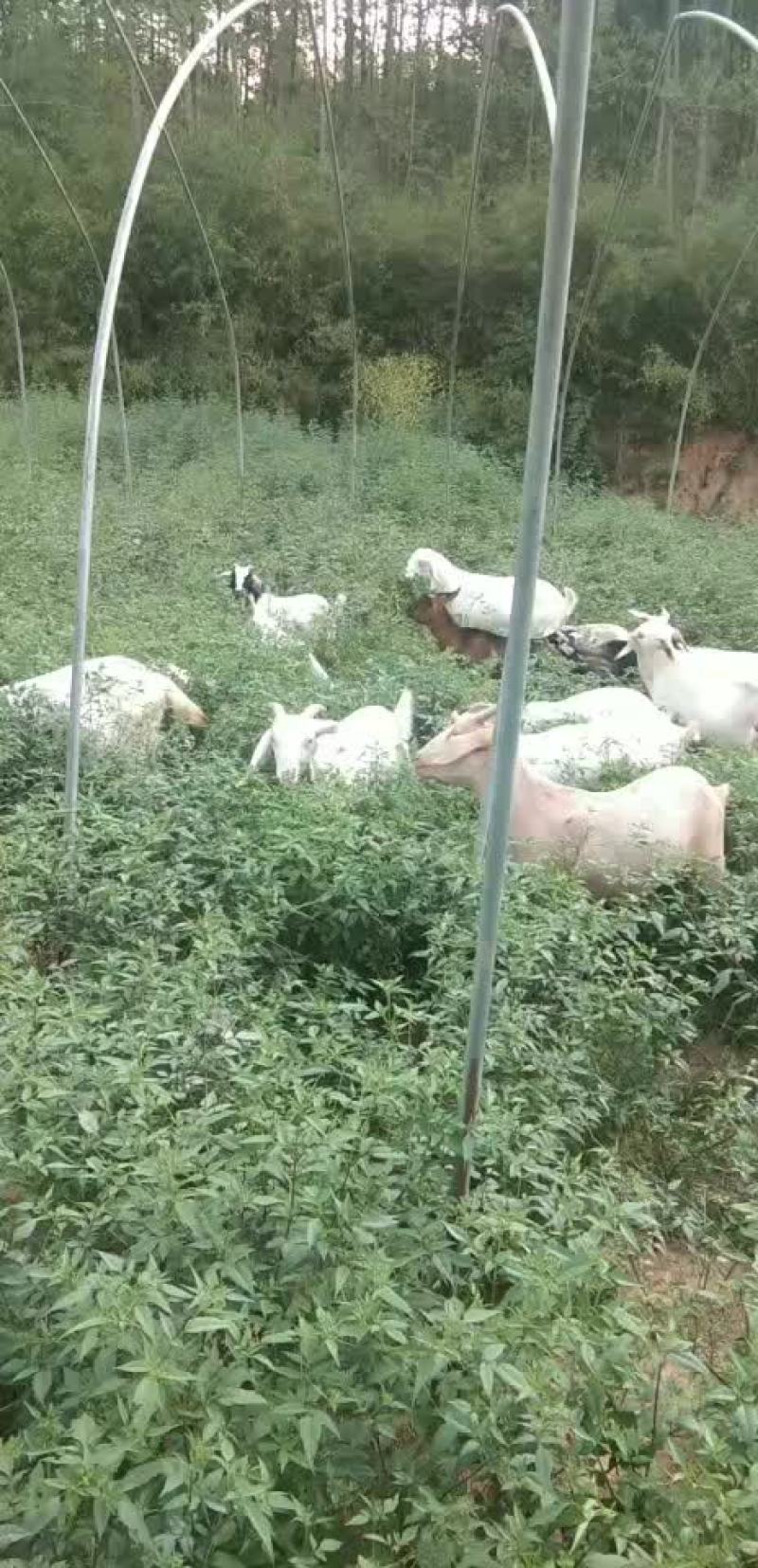 种公羊，肉羊，种母羊，小羊羔