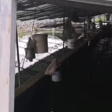 各种高品质鱼苗，货源充足，欢迎联系