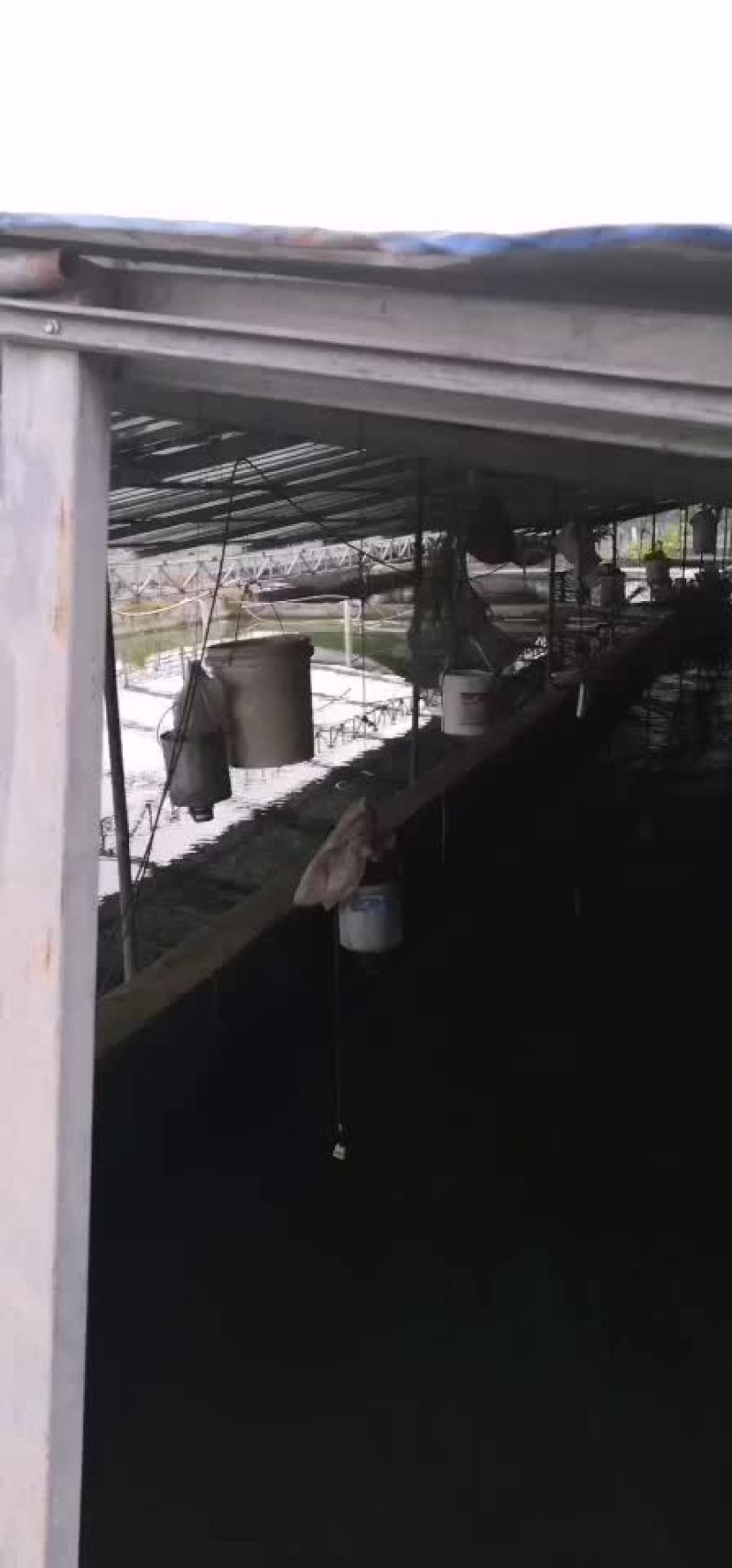 各种高品质鱼苗，货源充足，欢迎联系