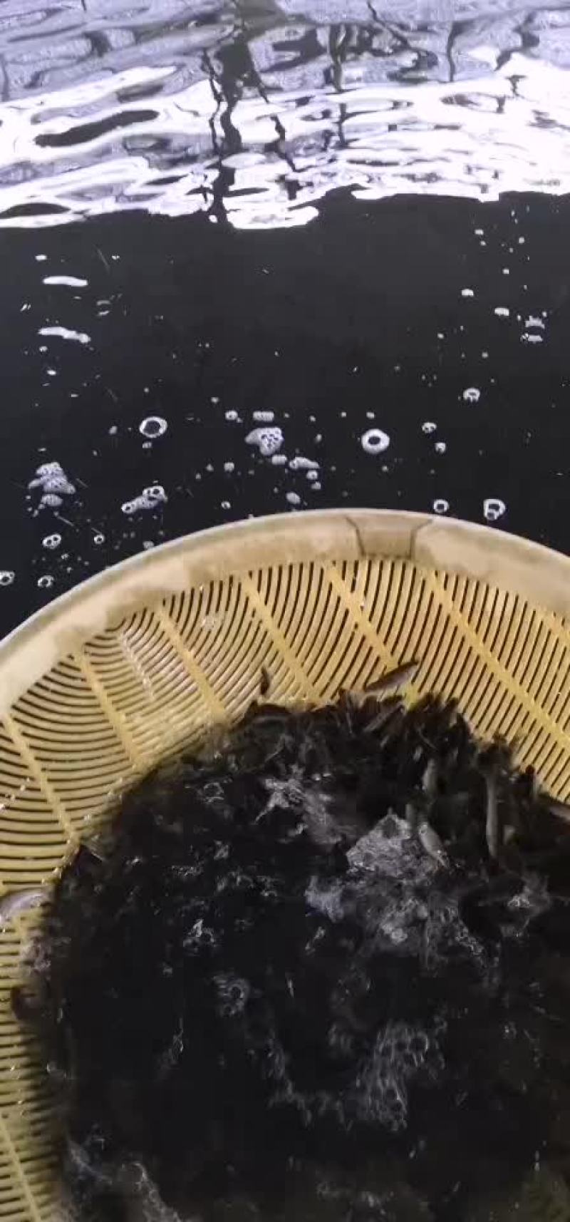 各种高品质鱼苗，货源充足，欢迎联系
