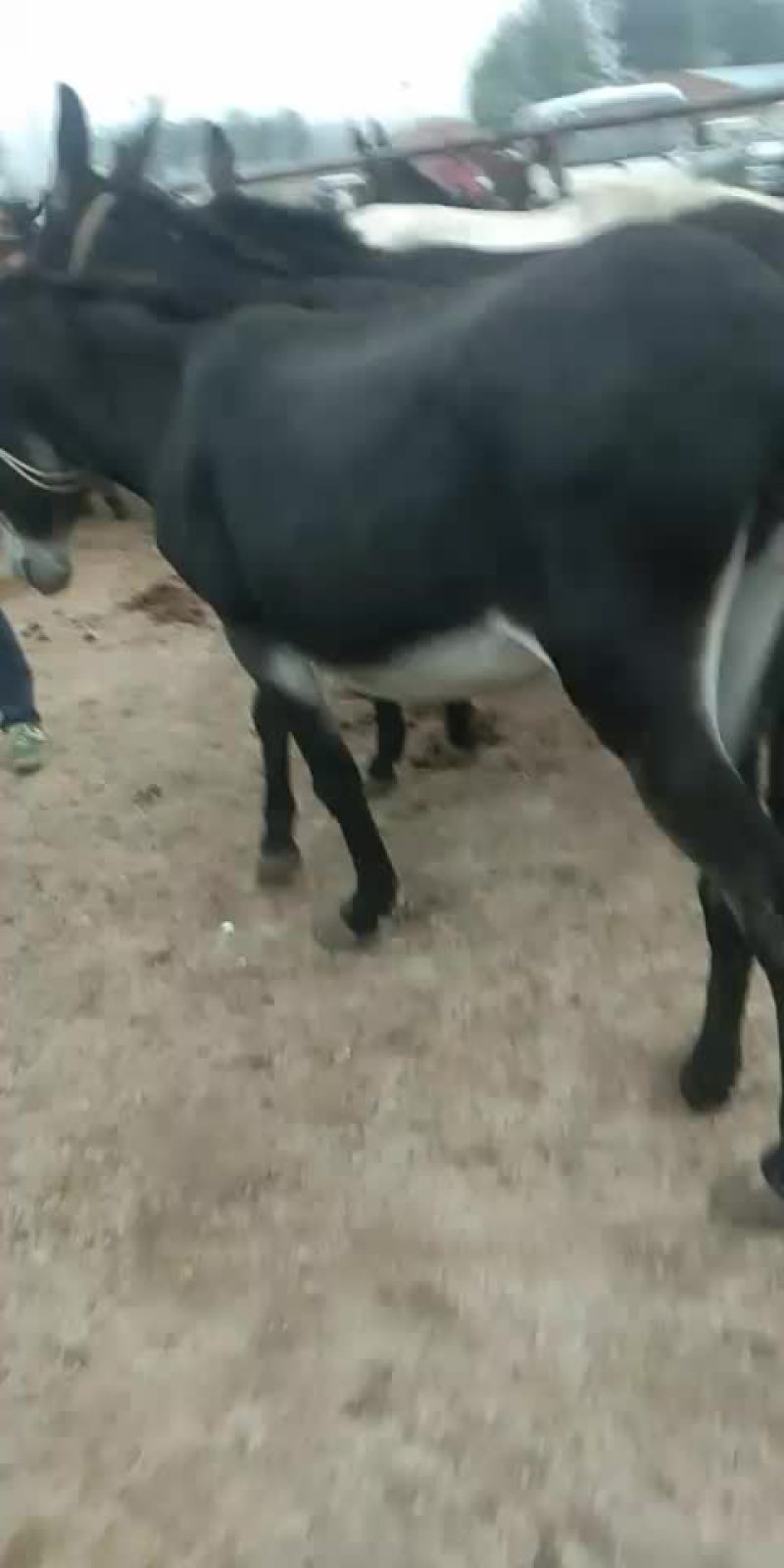 肥驴