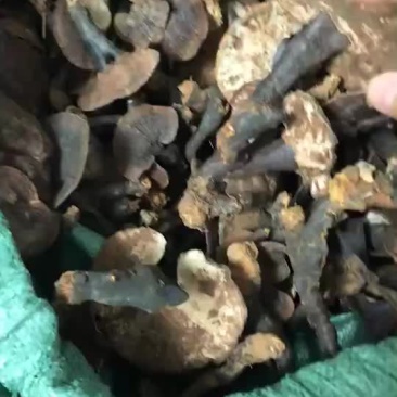 野生竹灵芝
