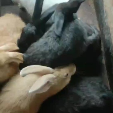 肉兔