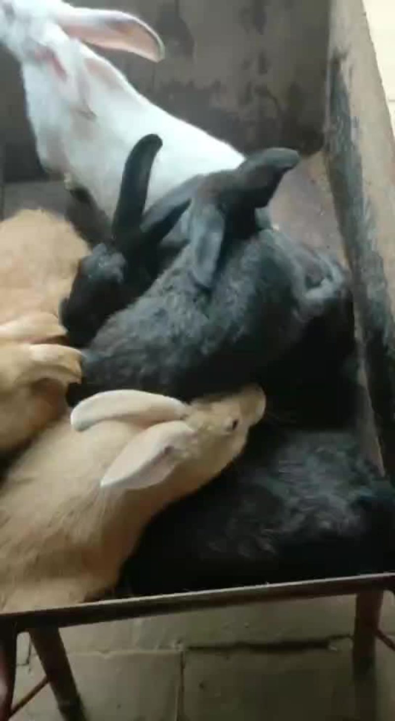 肉兔
