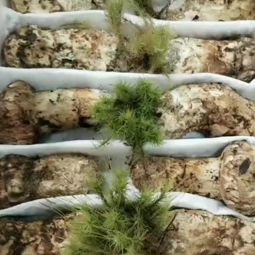食用菌