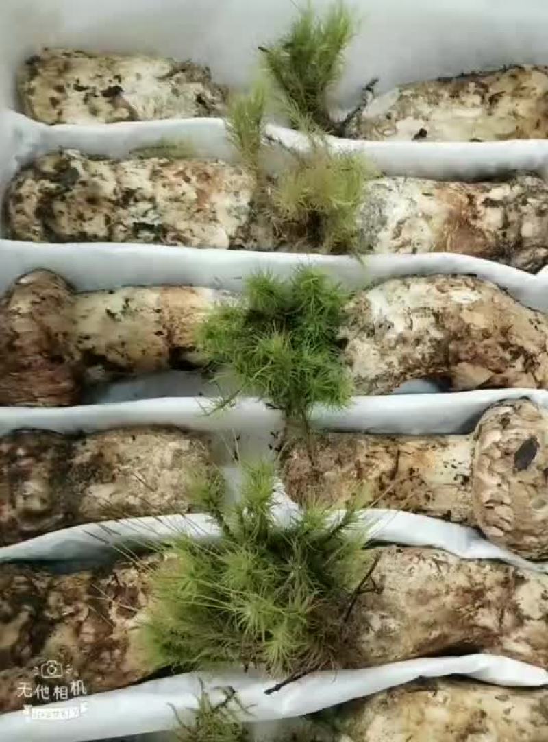 食用菌