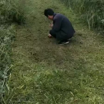 苦参开始挖了