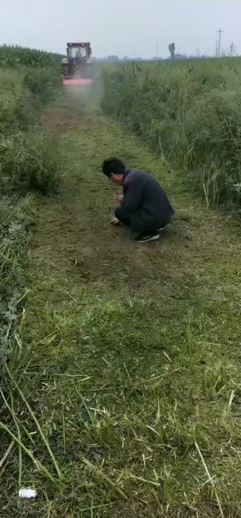 苦参开始挖了