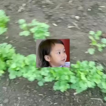 香菜
