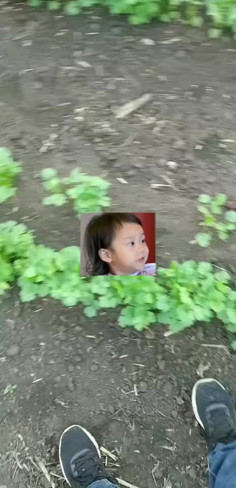 香菜