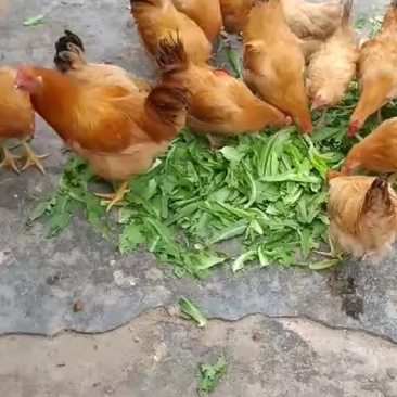 本地鸡