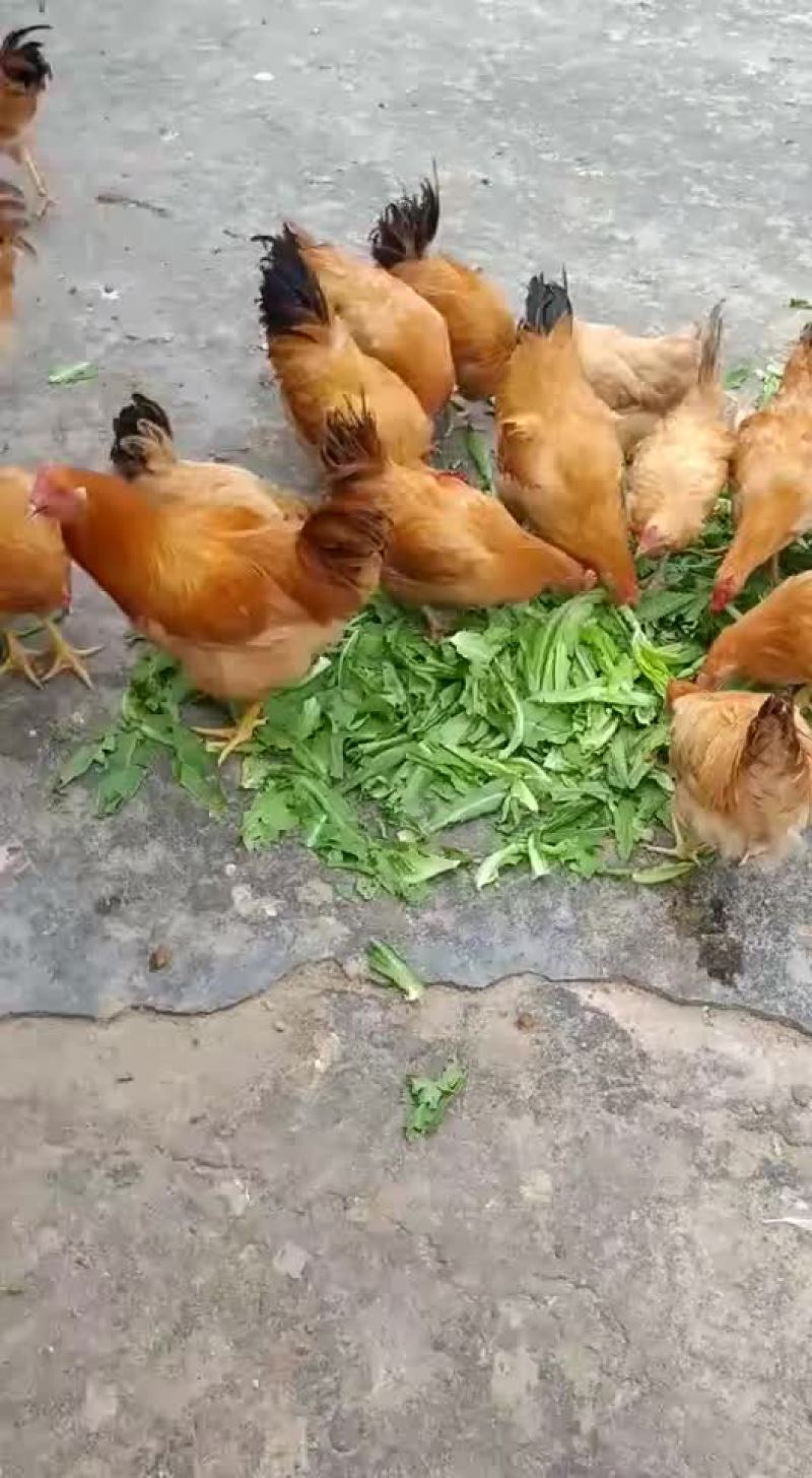 本地鸡