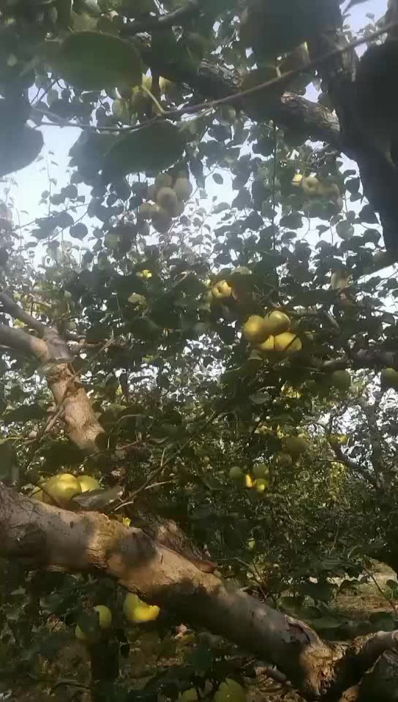 金顶谢花酥梨