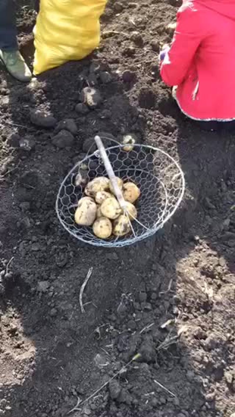 尤金个大没病