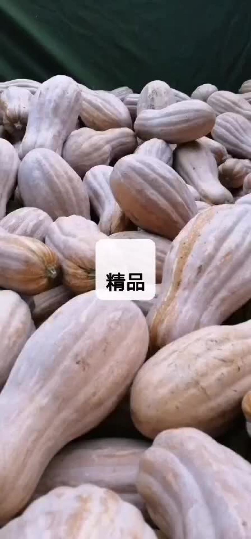 金韩蜜本大量有货，基地直接供货