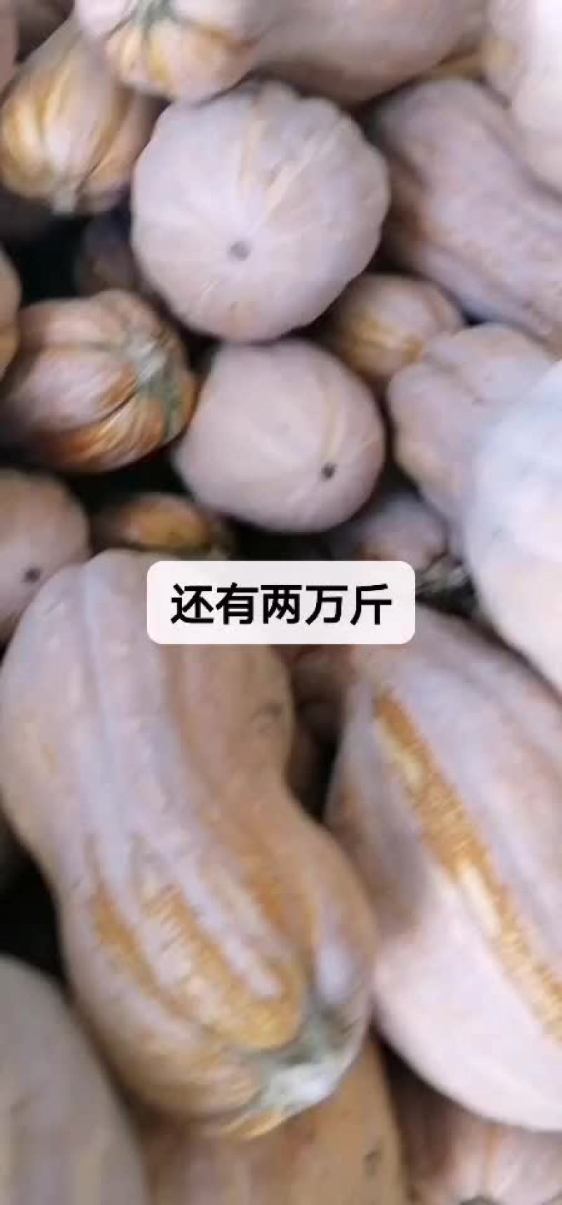 金韩蜜本大量有货，基地直接供货