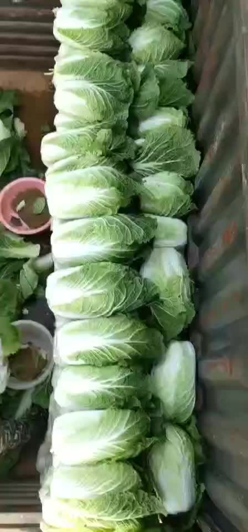 白菜