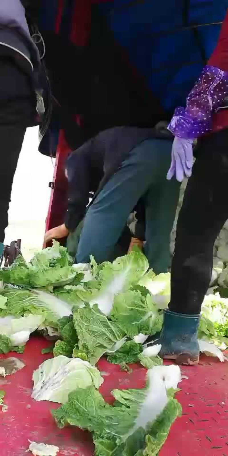白菜