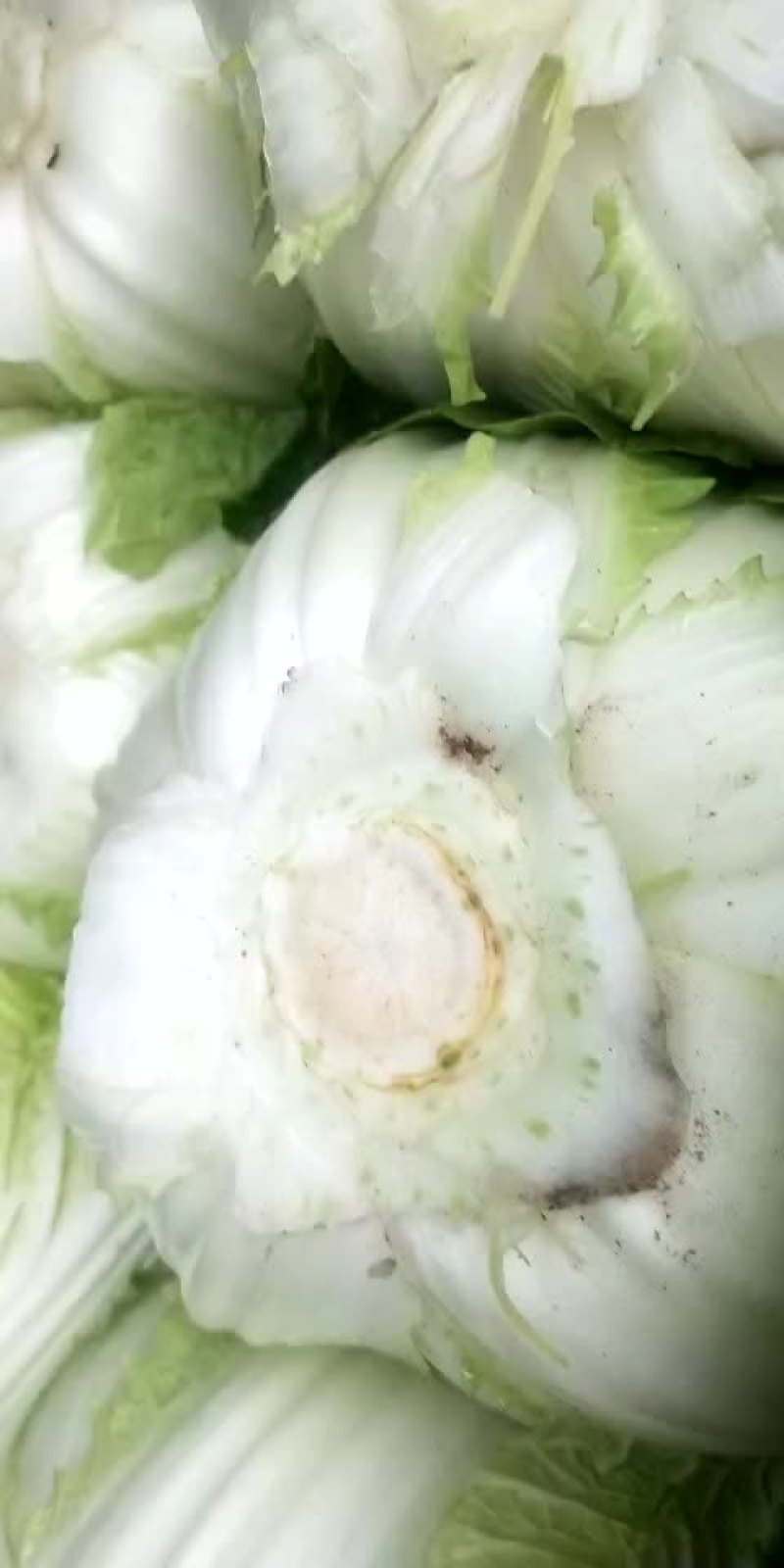 白菜
