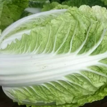 白菜