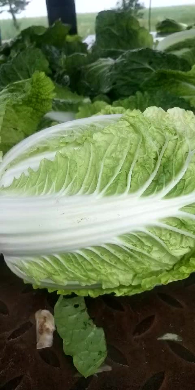 白菜