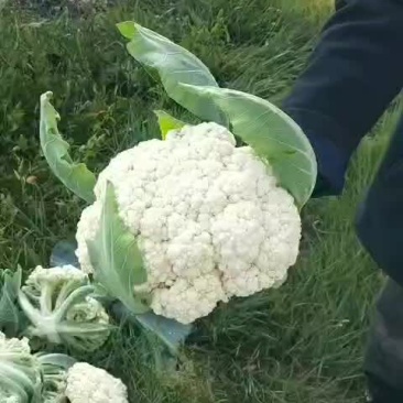 白面青梗松花菜