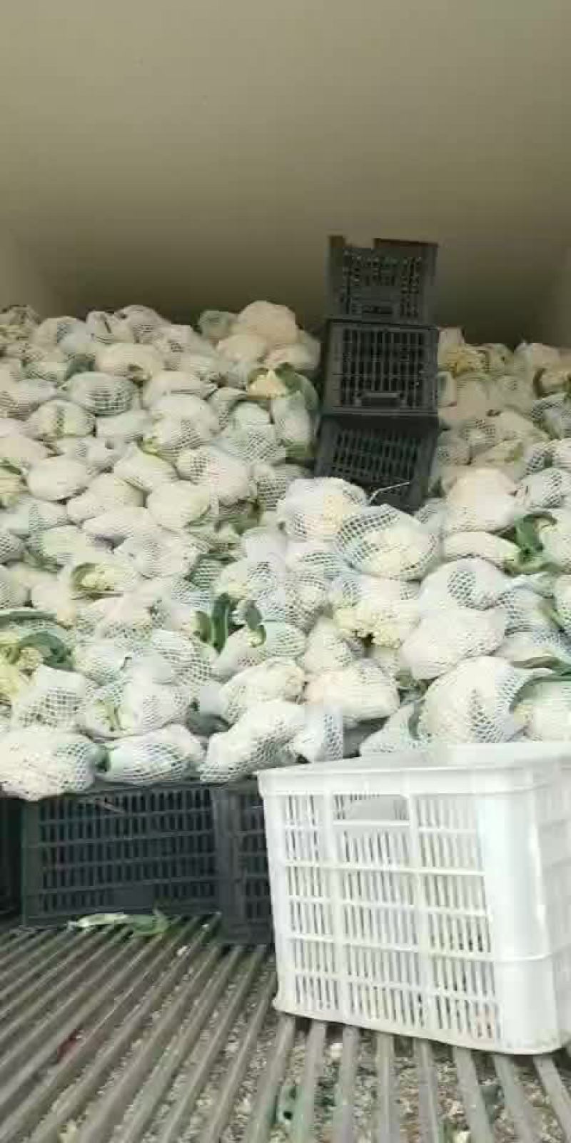 白面青梗松花菜