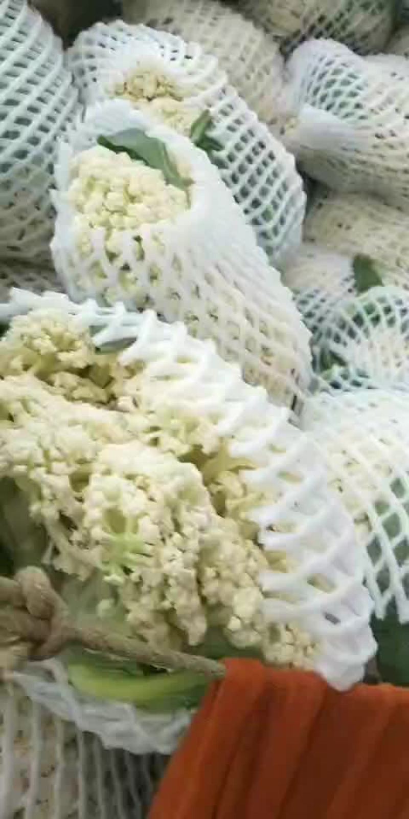 白面青梗松花菜