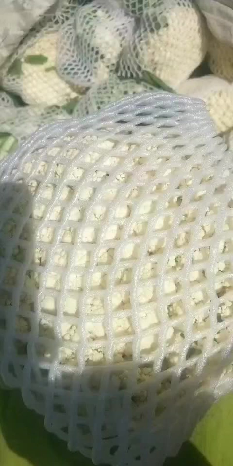 白面青梗松花菜