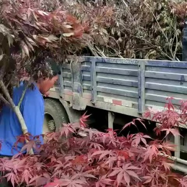 日本红枫