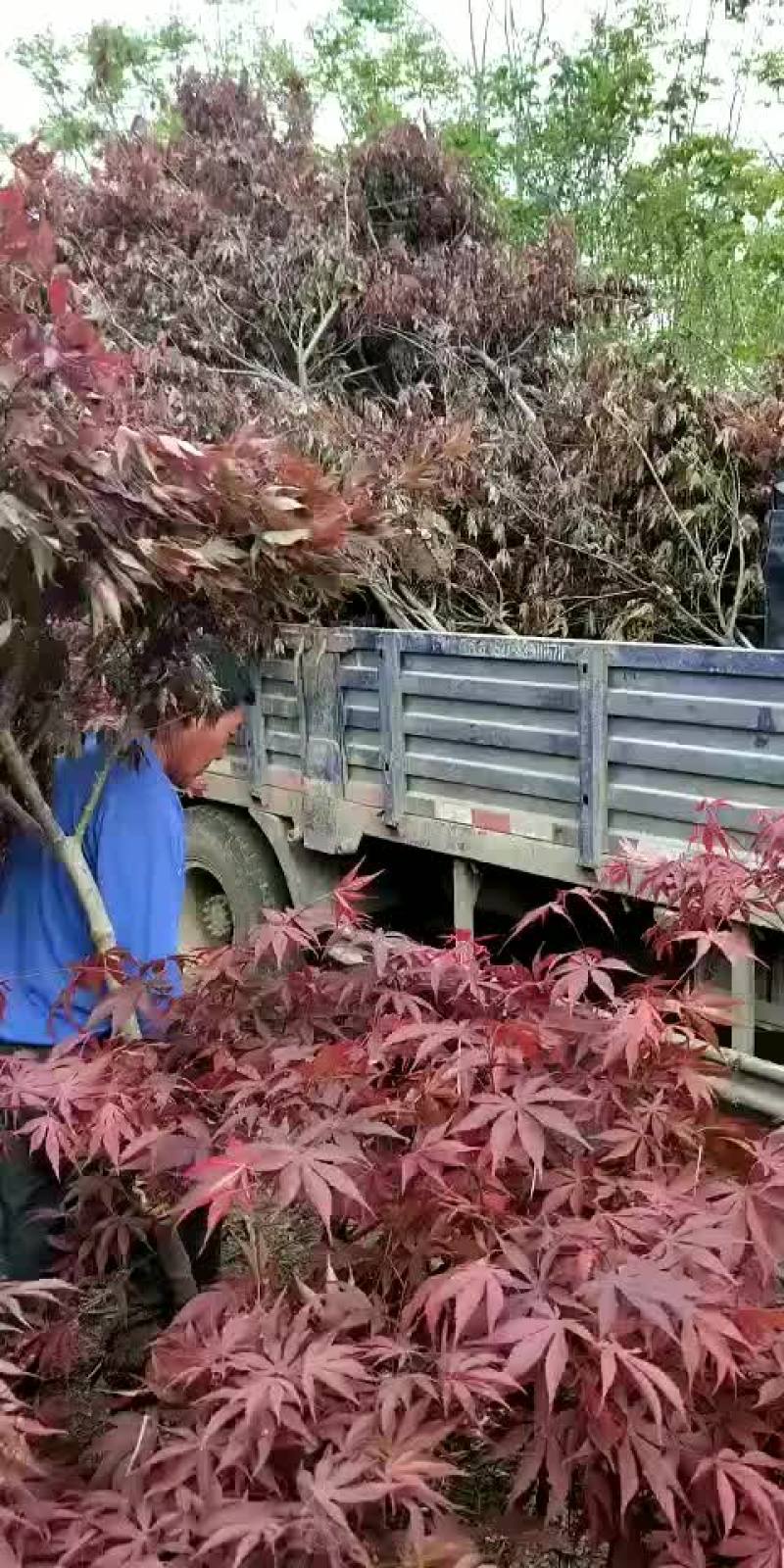日本红枫