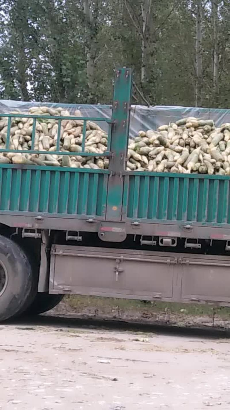 绿萝卜质量好