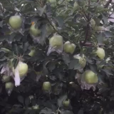 王林苹果大量供货中需要联系我