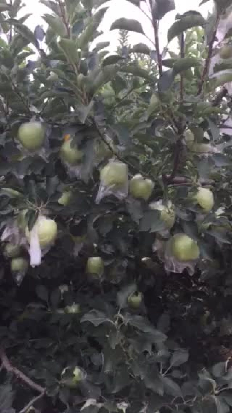 王林苹果大量供货中需要联系我