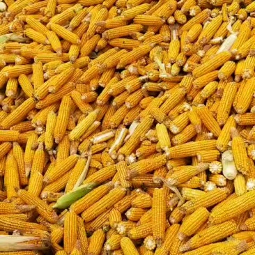 玉米棒大量