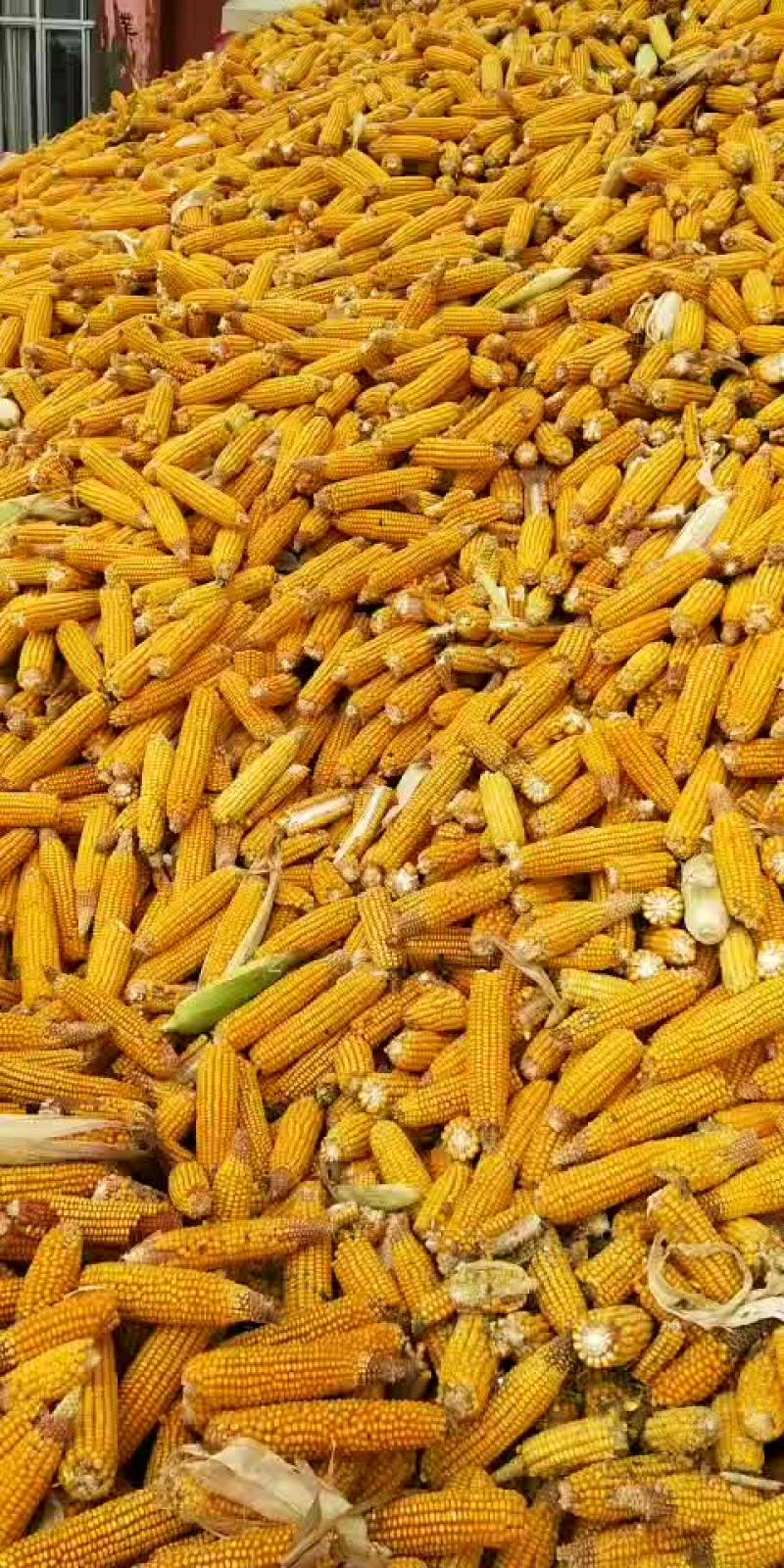玉米棒大量