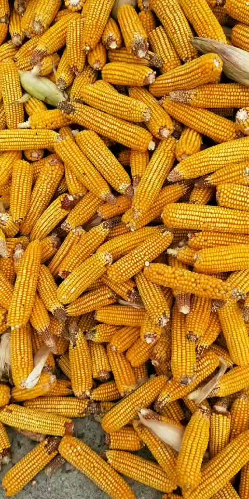 玉米棒大量