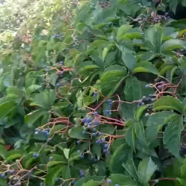 爬山虎种秄