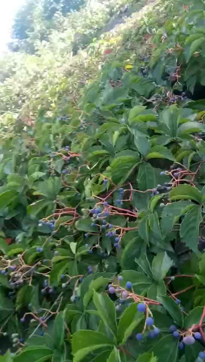 爬山虎种秄