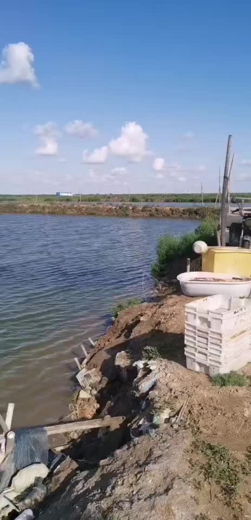 青蟹江苏青蟹盐城青蟹大膏蟹青蟹批发