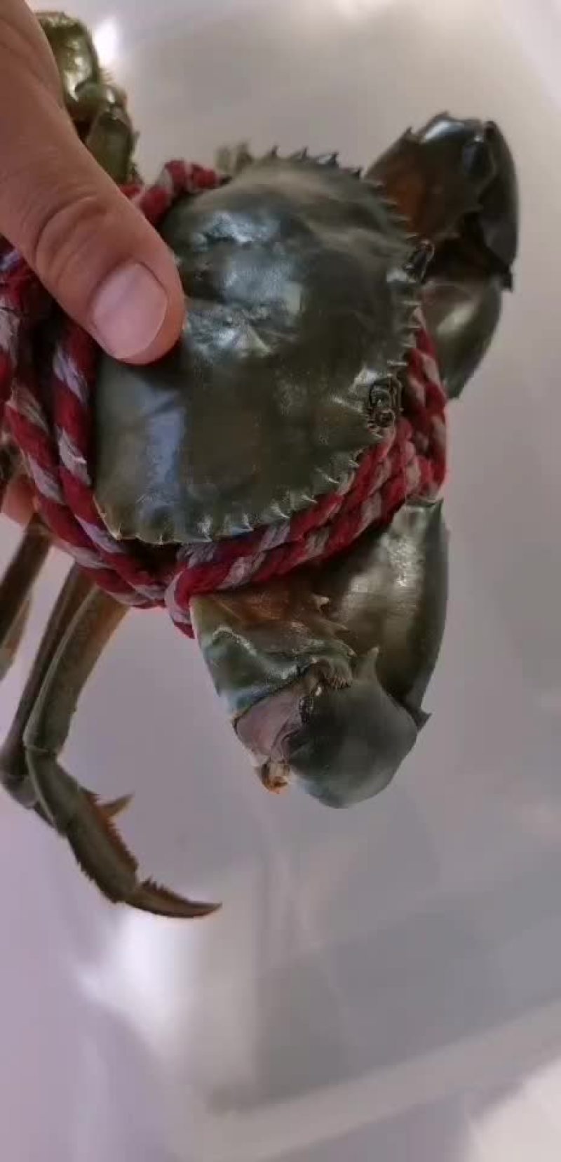青蟹江苏青蟹盐城青蟹大膏蟹青蟹批发