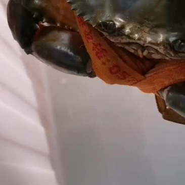 青蟹江苏青蟹盐城青蟹大膏蟹青蟹批发