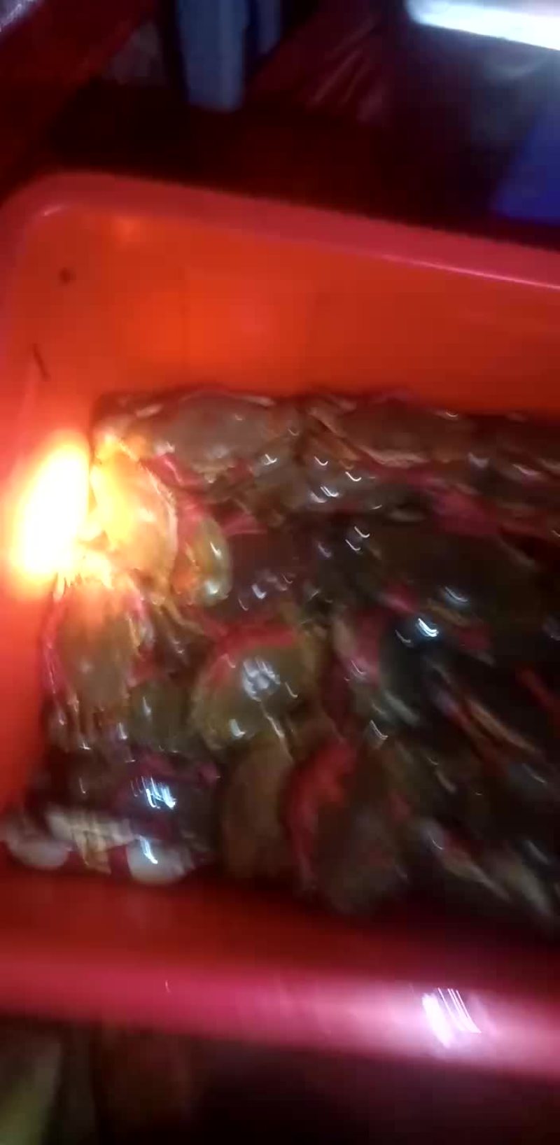 福建漳州，大蟹一斤以上，细绳，无绳重，无泡水，需要微下