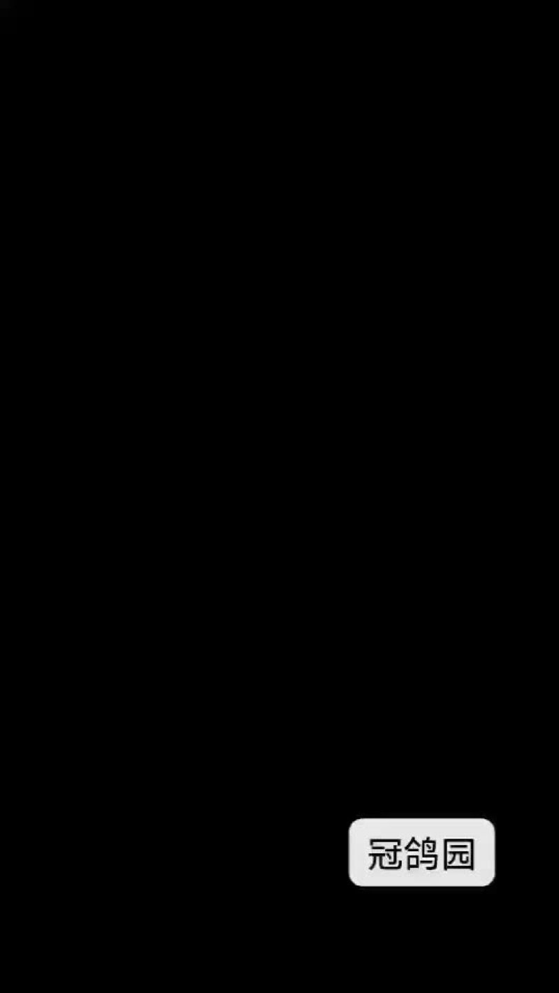 大体型米马斯双肌种鸽批发