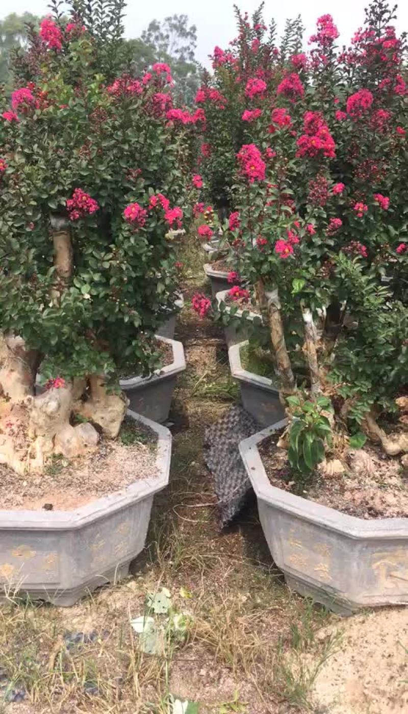紫薇桩