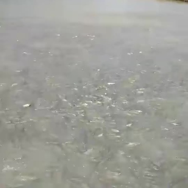 草鱼苗