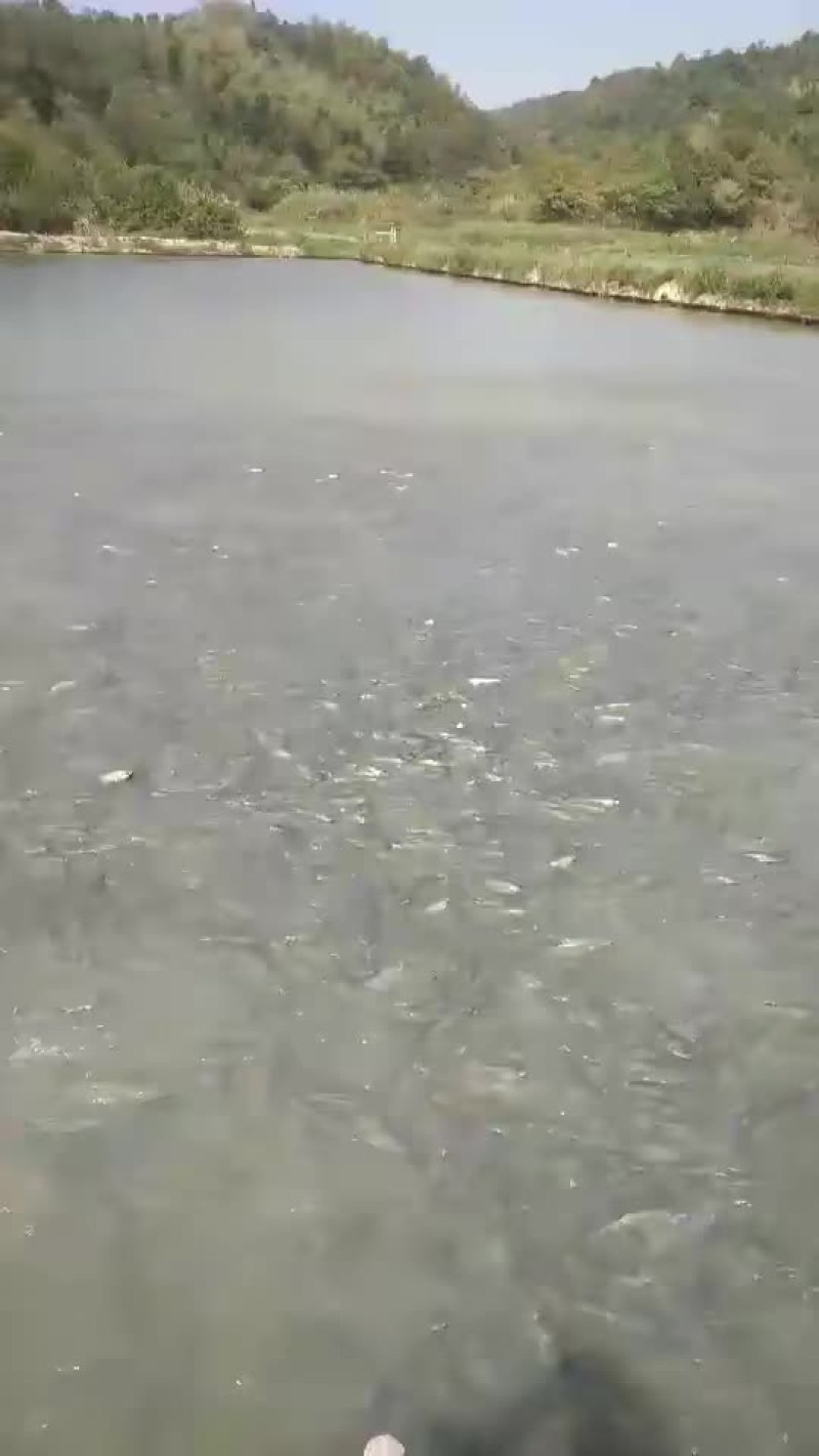 草鱼苗