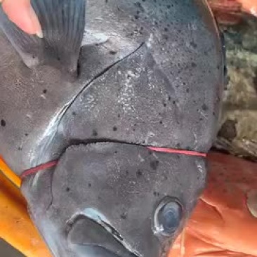 蓝瓜子斑
